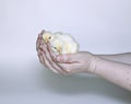 Nestlings little yellow chicks in female hands Royalty Free Stock Photo