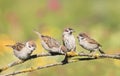 Nestlings, and the parent of a Sparrow sitting on a branch little beaks Agape Royalty Free Stock Photo