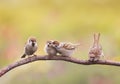 Nestlings, and the parent of a Sparrow sitting on a branch little beaks Agape Royalty Free Stock Photo