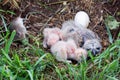 Nestlings of short-eared owl Royalty Free Stock Photo