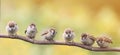 Nestlings of a Sparrow sitting on a tree branch