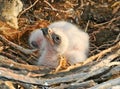 Nestlings Steppe Eagle