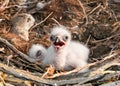 Nestlings Steppe Eagle Royalty Free Stock Photo