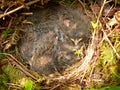 Nestlings of tree pipit