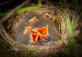 Nestlings of a tree pipit Royalty Free Stock Photo