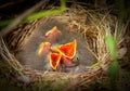 Nestlings of a tree pipit