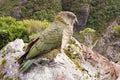 Parrot Nestor Kea in New Zealand Royalty Free Stock Photo