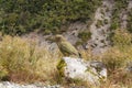 Parrot Nestor Kea in New Zealand Royalty Free Stock Photo