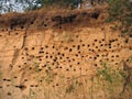 Nests for birds in the clay on the side of a cliff