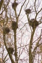 Nests of birds on trees Royalty Free Stock Photo