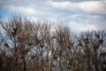 Nests at the Blue heron rookery in Wausau, Wisconsin on Lake Wausau in the spring Royalty Free Stock Photo