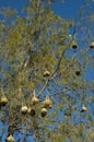 Nests of the Cape weaver birds