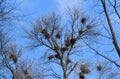 Nests of crows on high branches of trees. Late fall. Nests of