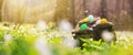 Nests with Easter eggs on a mossy stump in the forest, selective focus - season greeting card