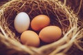 Nests with eggs and chicken hatching from egg on hay on farm.