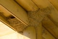 Nests of swallows under the roof of the wooden house. Russia.