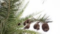 Nests of weaver birds intricately architected on a pine tree shot at Rajasthan