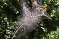 Net of apple ermine in blackthorn