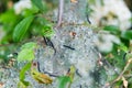 Net of apple ermine in blackthorn