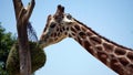 Young Giraffe eating from a hanging bag Royalty Free Stock Photo
