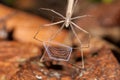 Net-Casting Spider in Costa Rica