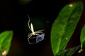 Net-casting spider Royalty Free Stock Photo