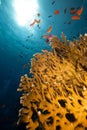 Net fire coral and fish in the Red Sea. Royalty Free Stock Photo