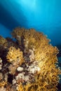 Net fire coral and fish in the Red Sea. Royalty Free Stock Photo