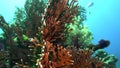 Net fire coral millepora dichotoma, glare of sunlight on colorful corals near the water surface.