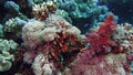 Net Fire Coral Millepora dichotoma , Glare of sunlight on colorful corals near the water surface. Red Sea Egypt