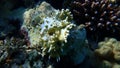 Net fire coral (Millepora dichotoma) undersea, Red Sea