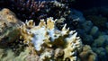 Net fire coral (Millepora dichotoma) undersea, Red Sea Royalty Free Stock Photo
