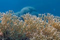 Net Fire Coral in Red Sea Royalty Free Stock Photo