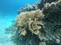 Net Fire Coral in Red Sea Royalty Free Stock Photo