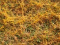 Net of the greater dodder or European dodder, parasitic plant. Cuscuta europaea Royalty Free Stock Photo