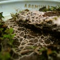 A net-like plasmodium of a slime mold Diderma on a substrate in a Petri dish