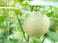 Net melon or cantaloupe fruit. Royalty Free Stock Photo