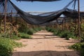 Net shade green house, Advanced agriculture in desert