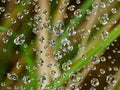 Raindrops sparkling in spiderweb by blurred background Royalty Free Stock Photo