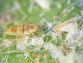 Net-winged insect or dustywings and Citrus nesting whitefly Royalty Free Stock Photo