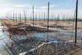 Net and wooden pole for entrap algae.