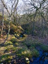 Nether Brook running from Derwent Moor through a small woodland
