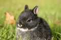 Netherland Dwarf Rabbit I Royalty Free Stock Photo