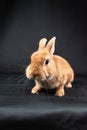 Netherland Dwarf rabbit, isolated on black background Royalty Free Stock Photo