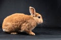 Netherland Dwarf rabbit, isolated on black background Royalty Free Stock Photo