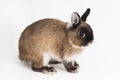 Netherland Dwarf rabbit isolated on white background Royalty Free Stock Photo
