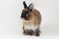 Netherland Dwarf rabbit isolated on white background Royalty Free Stock Photo