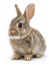 Netherland dwarf rabbit, standing, isolated, clipping path, front view