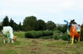 Painted cows in the meadow near Maassluis