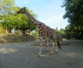 Netherlands, Amsterdam, Plantage Kerklaan 38-40, Artis Royal Zoo (Natura Artis Magistra), giraffe
